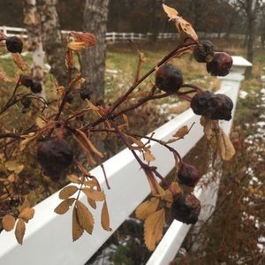 Meet your Posher, Irene